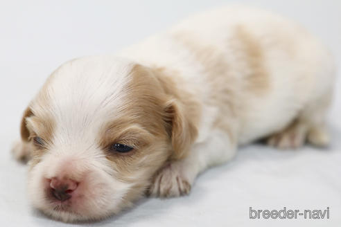 成約済の神奈川県のミックス犬-242298の2枚目